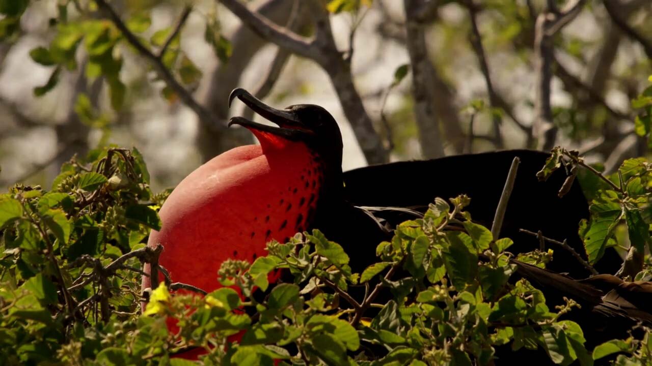Watch The Everglades: Preserving Paradise: Season , Episode , "Preview: The Everglades: Preserving Paradise" Online - Fox Nation