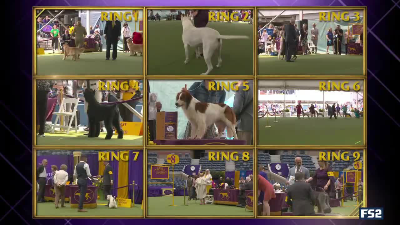 How Can I Watch Westminster Dog Show