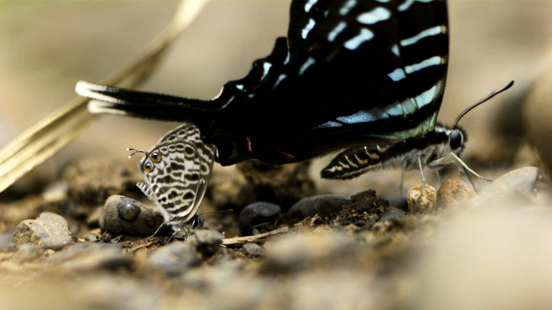 Episode 4: Butterflies at the Body Farm