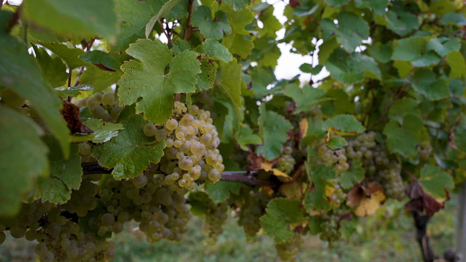 Riesling Radiance in the Finger Lakes