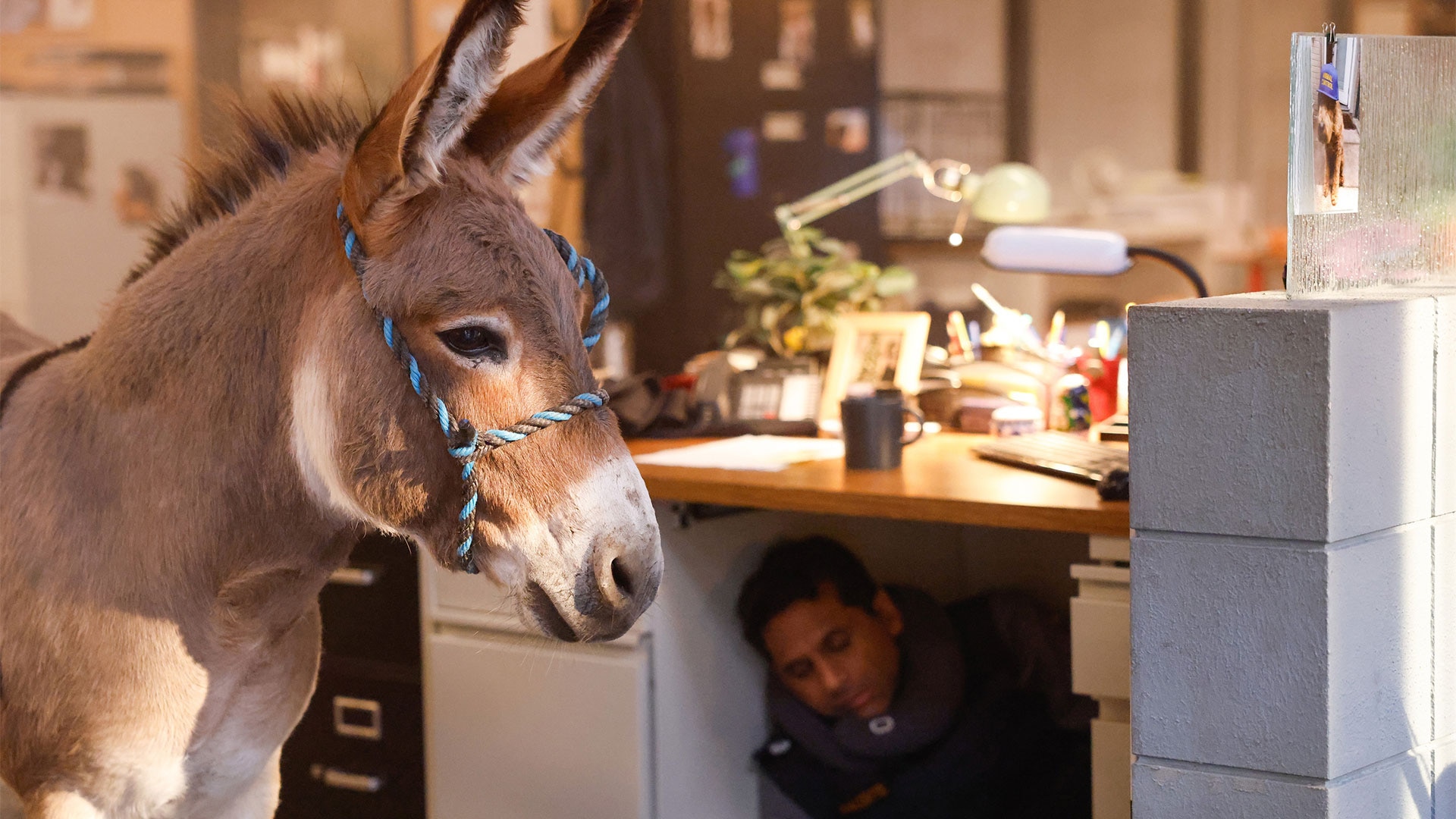 Bagged Birds and Alley Dogs