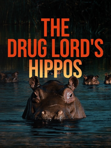 The Drug Lord's Hippos SPECIAL poster