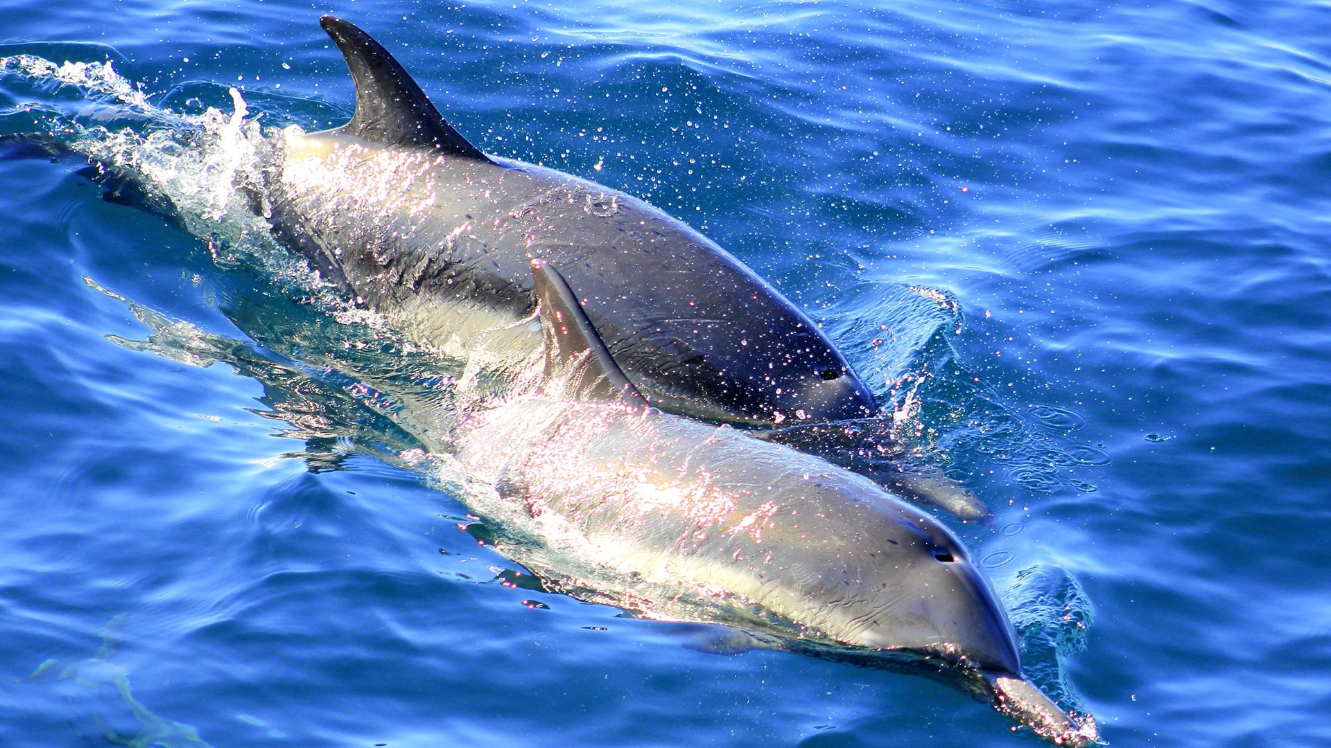 PARK'D With Abby Hornacek - Channel Islands