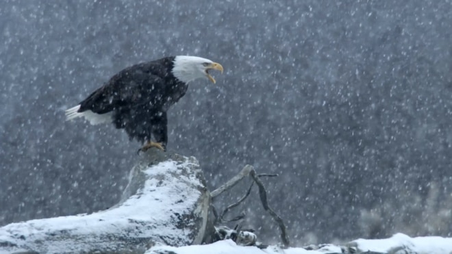 Yellowstone One-Fifty