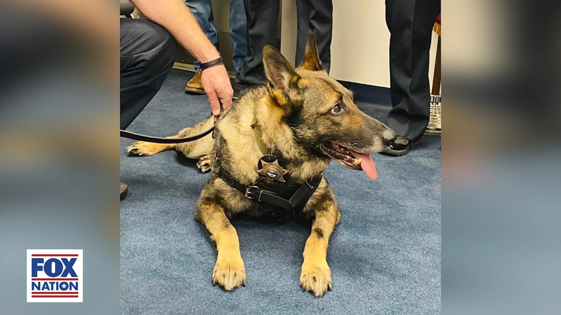 Hero Pets Solve Crimes Impossible For Mere Mortals