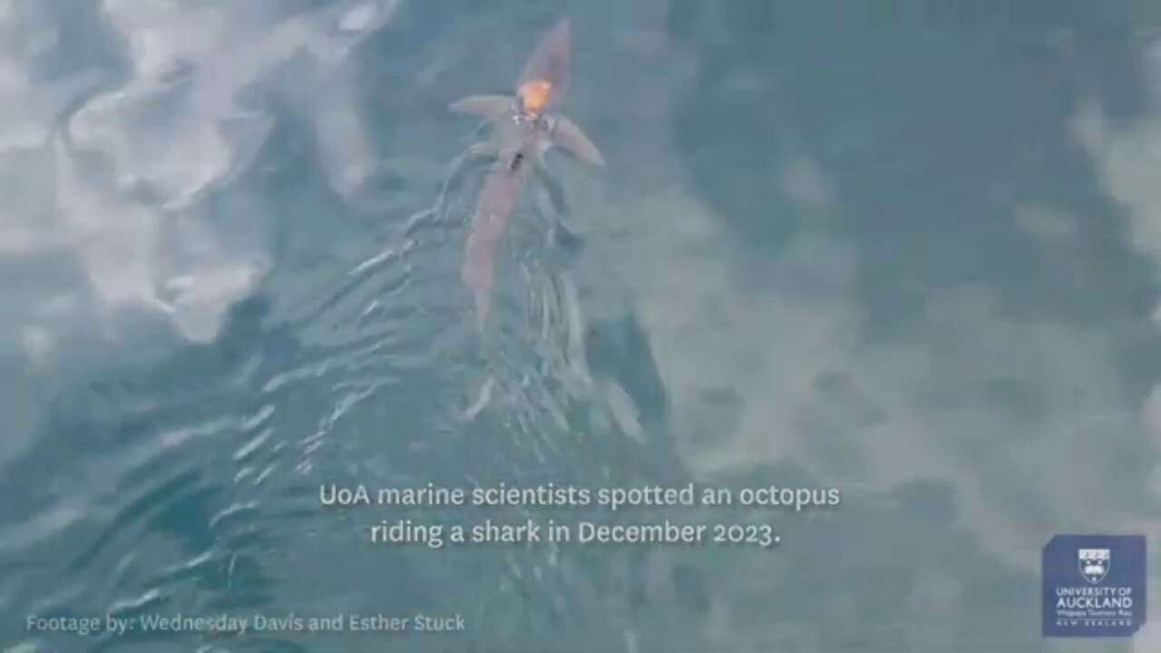 Scientists discover 'sharktopus' — an octopus riding a shark