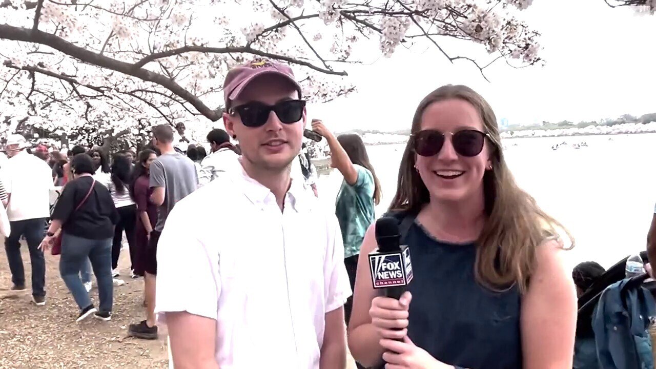 Is it illegal to pick cherry blossoms in Washington, DC?