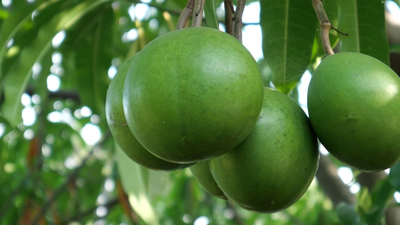 Eating this plant's poison fruit affects the heart, can have deadly consequences