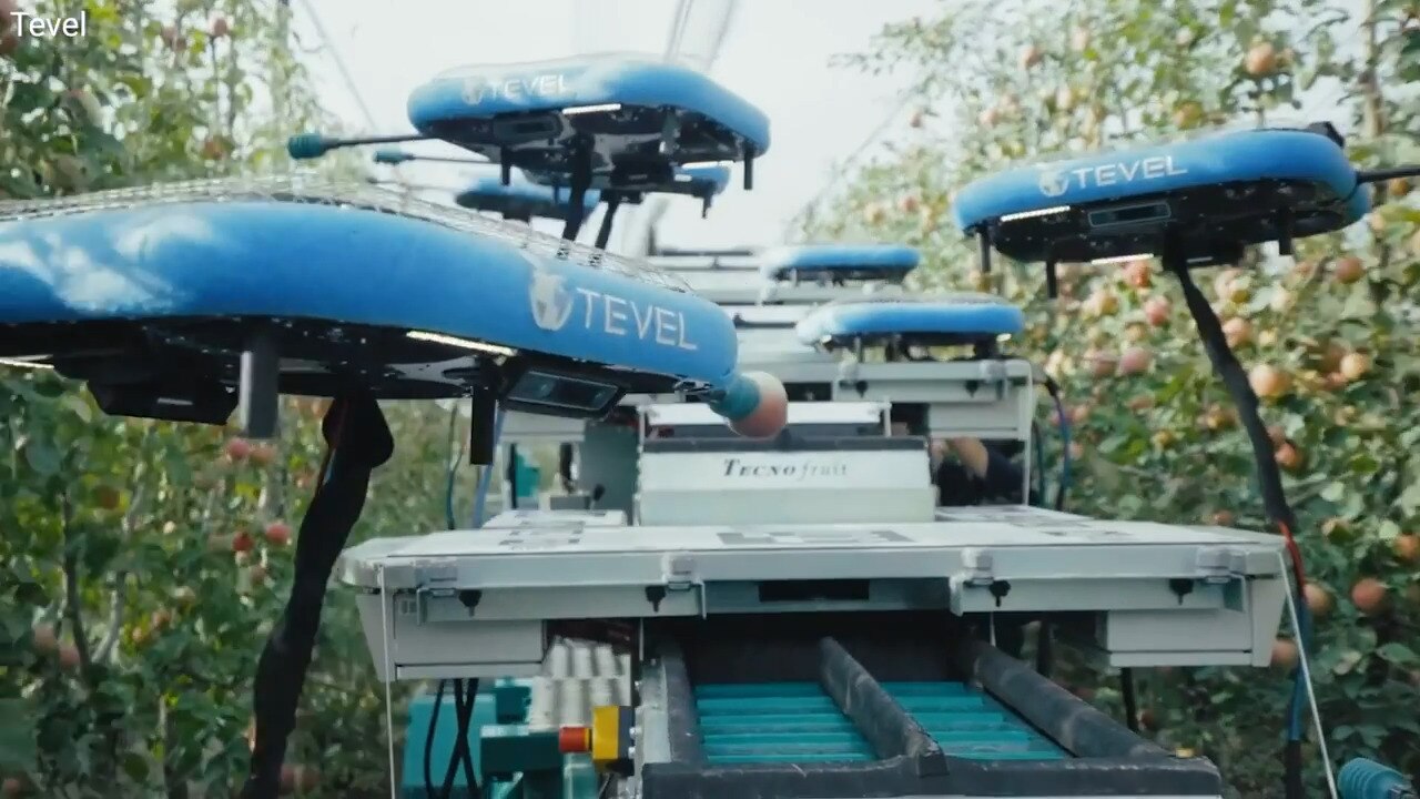 'CyberGuy': Robotic and drone tech make fruit picking and handling easier