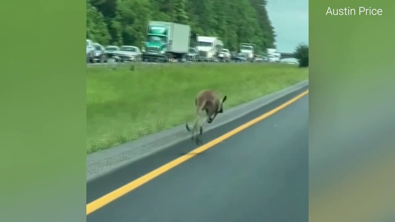 Runaway kangaroo shuts down Alabama highway