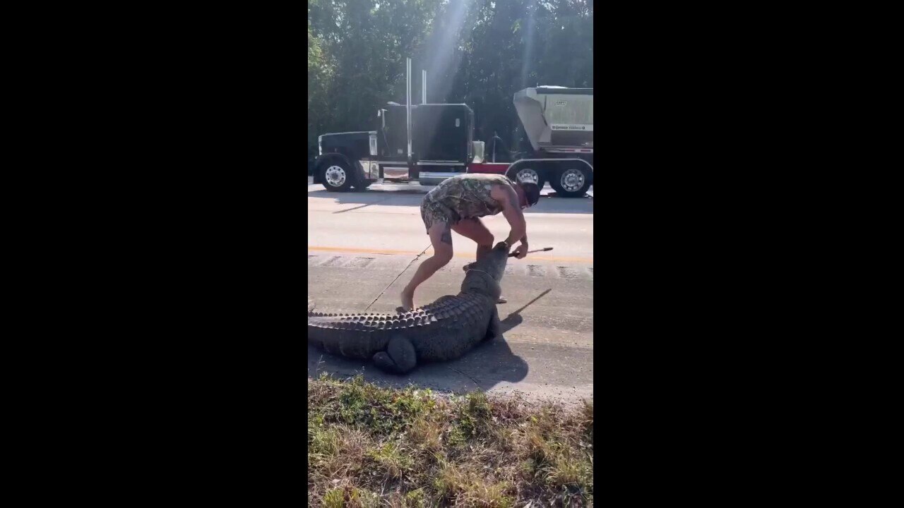 Barefoot man wrangles large alligator on busy Florida freeway