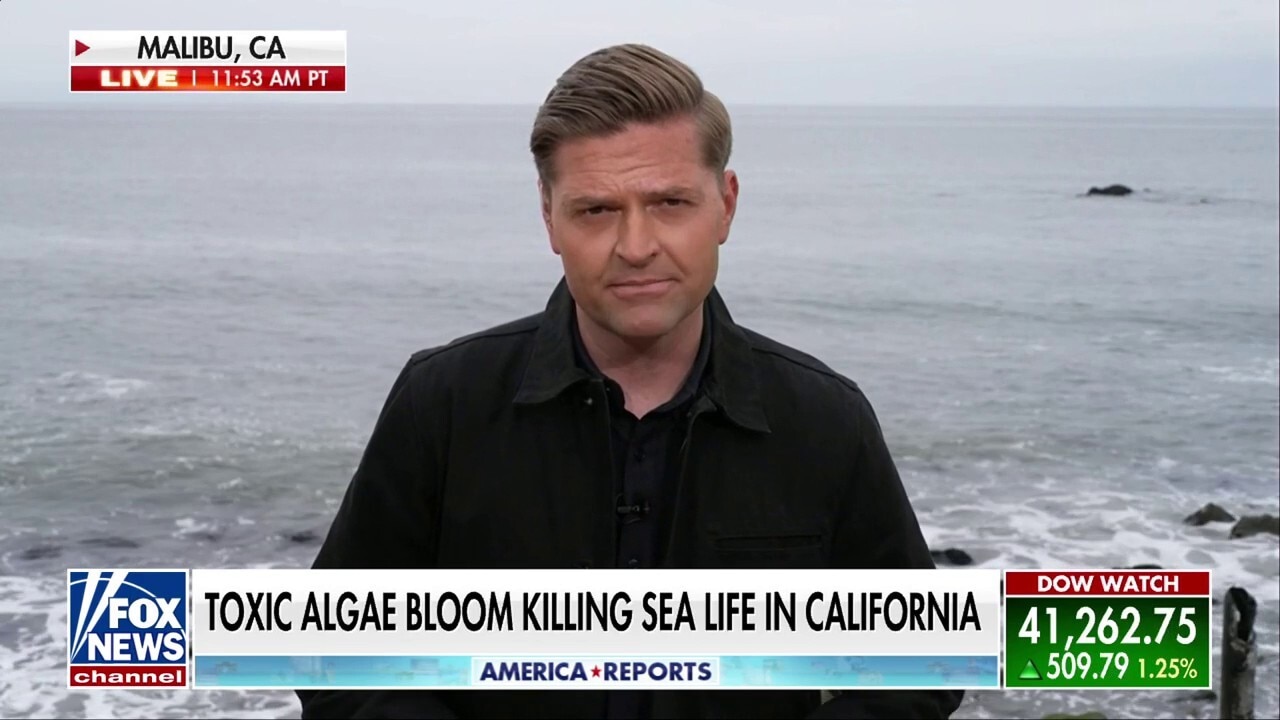 Toxic algae bloom devastates marine life along California coast