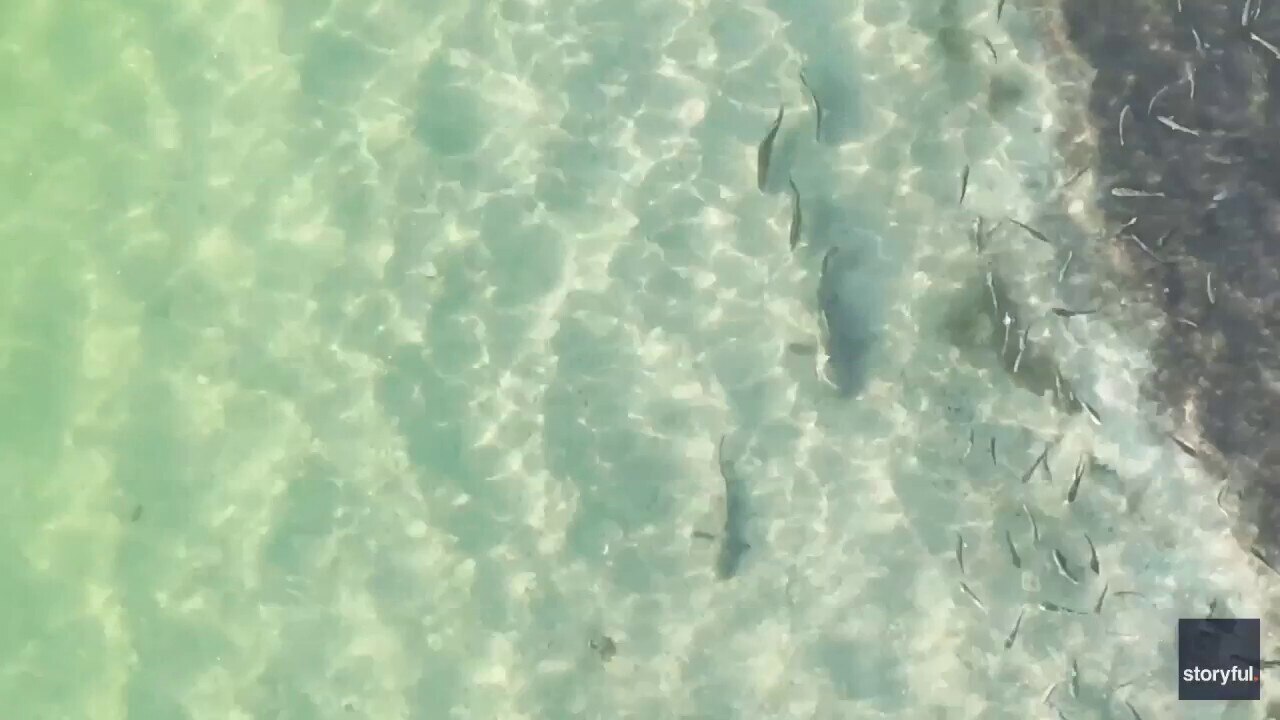 Shark can't escape trio of fish in 'awesome' underwater chase