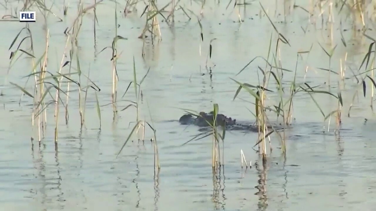 Florida woman killed in alligator attack: 'Defensive incident'