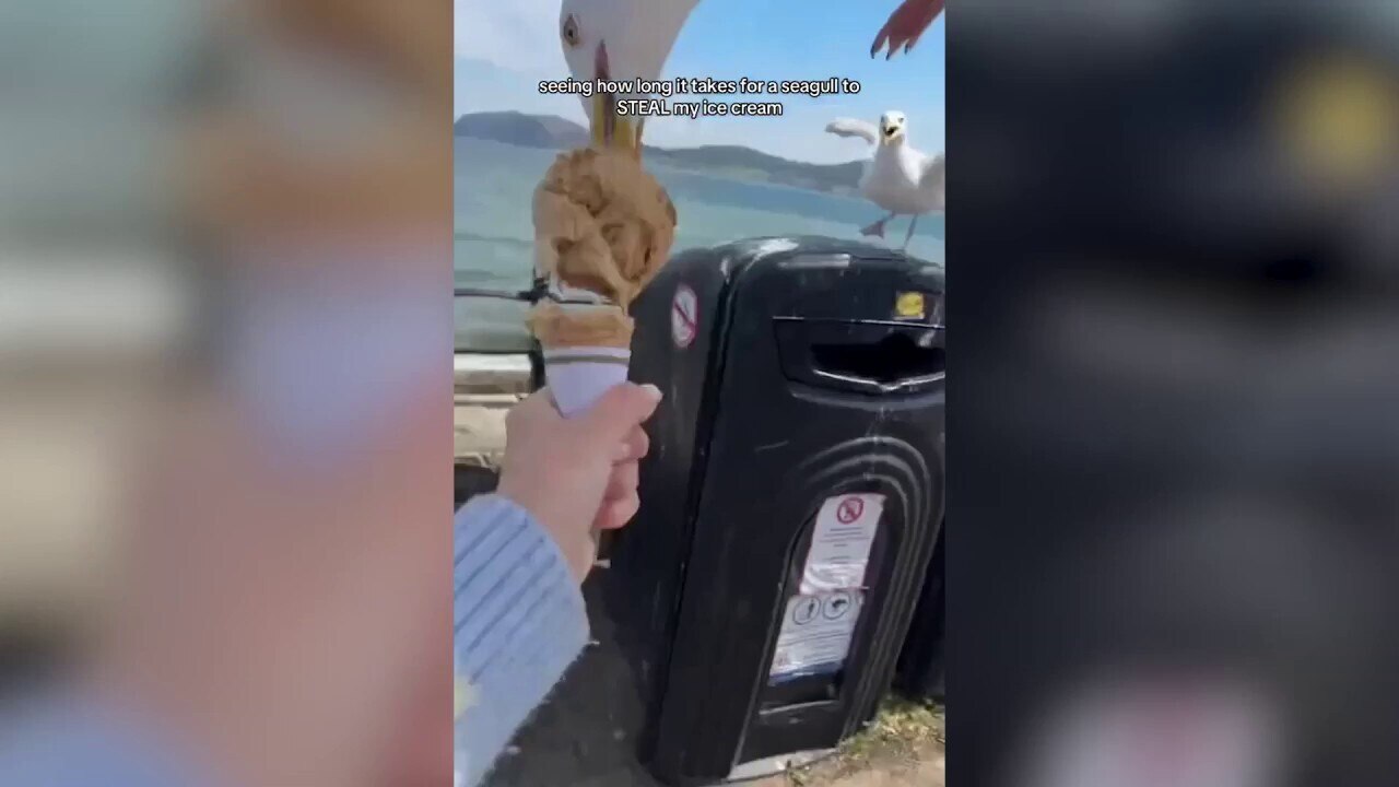Seagull snatches ice cream out of beachgoer's hand