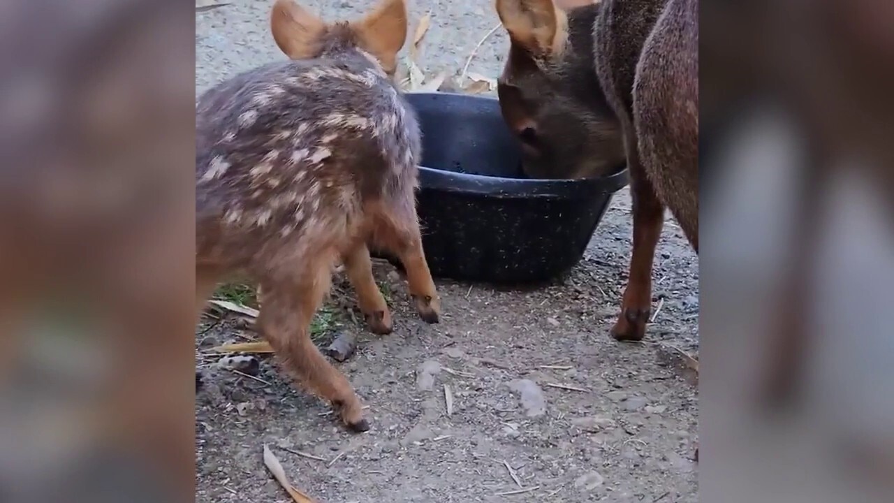 Oakland Zoo welcomes baby pudu named after Incan moon goddess