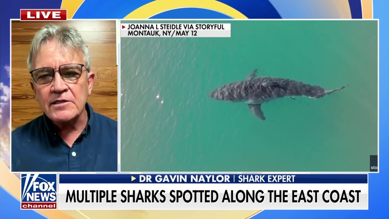 Shark expert reveals biggest myth amid recent ocean activity