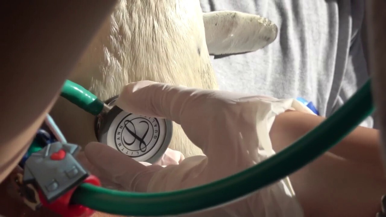 11 rescued penguins waddle back to the wild after rehab in Argentina