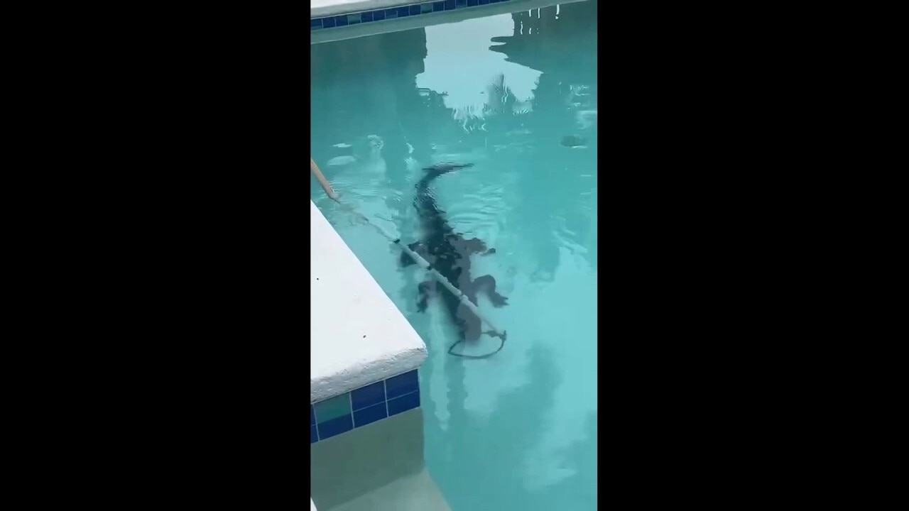 Seven-foot alligator found in home pool, wrangled and safely removed