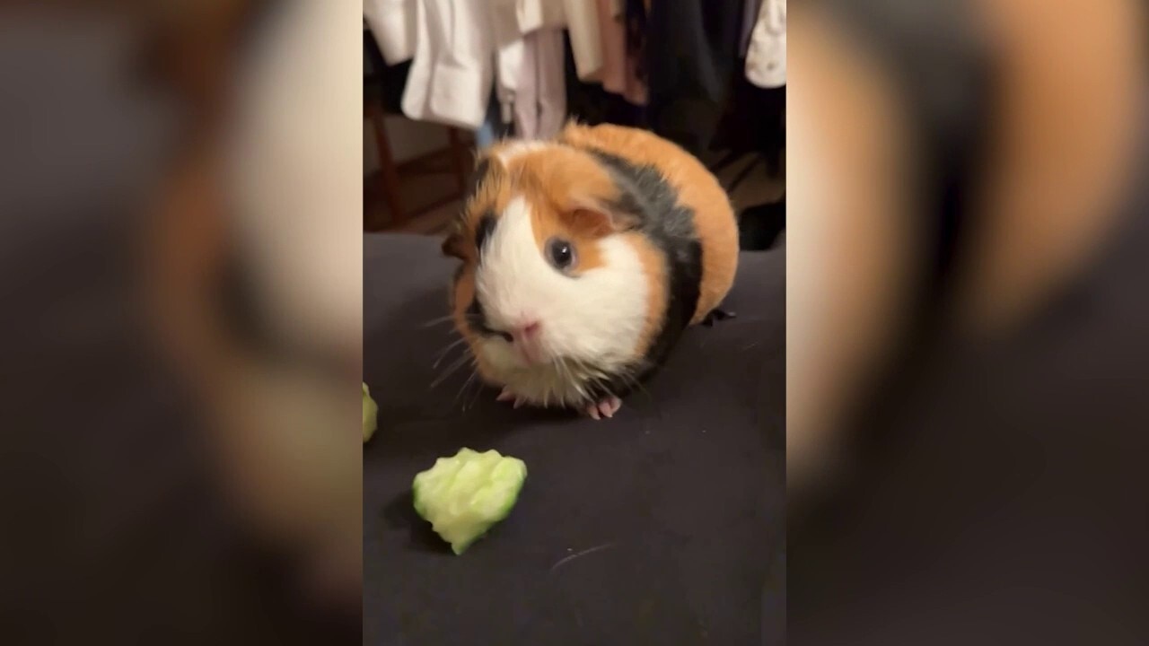 Guinea pigs share cucumber perfectly by splitting skin and core