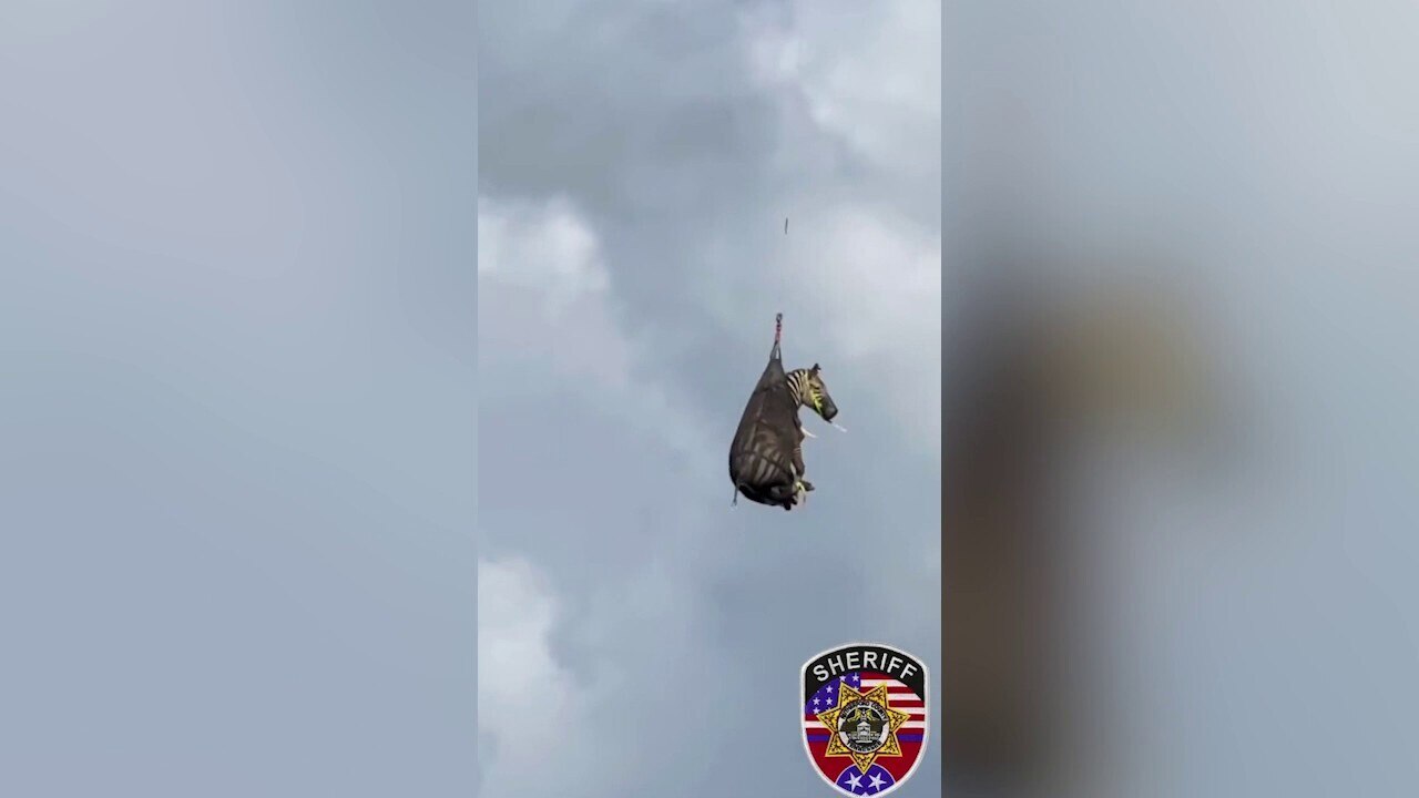 Escaped pet zebra rescued by helicopter after 8-day search in Tennessee