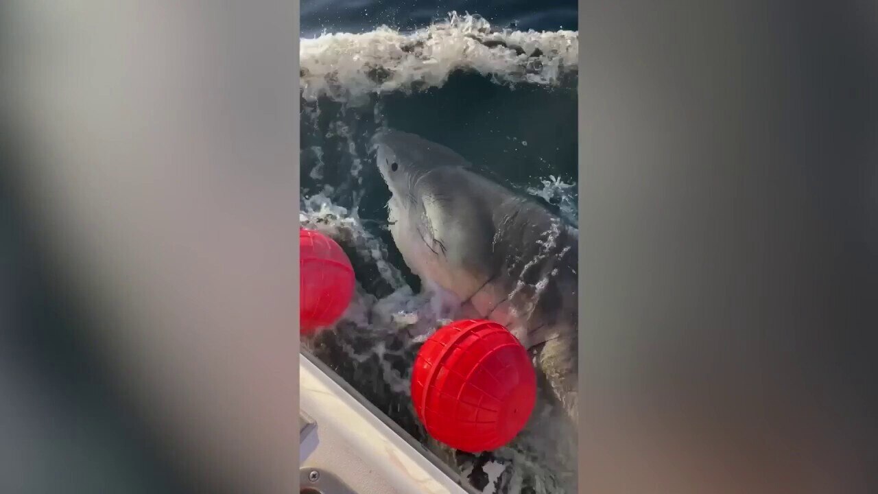 Massive Atlantic great white shark tracked heading to tourist-filled US coast