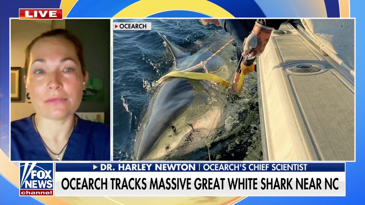 Massive great white shark tracked near North Carolina