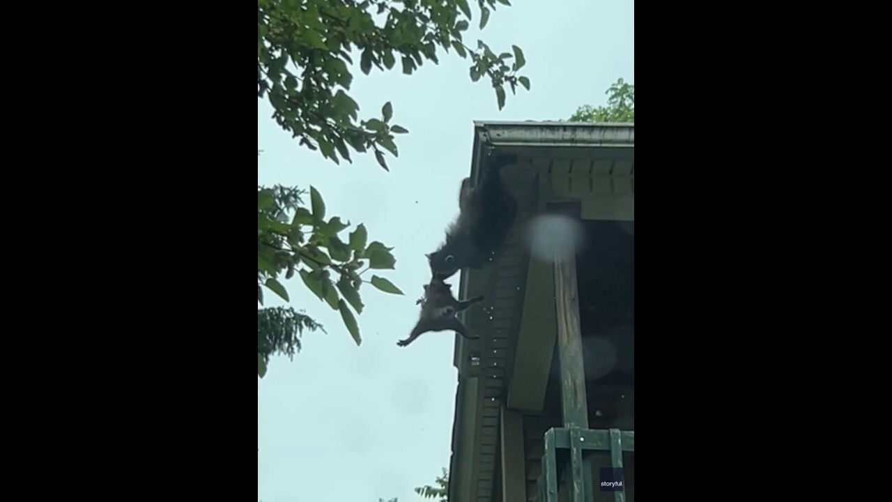 Mama raccoon performs dramatic rooftop rescue of kit in movie-like action