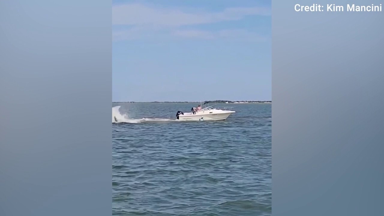 Boat collides with 20-foot whale off the Jersey Shore