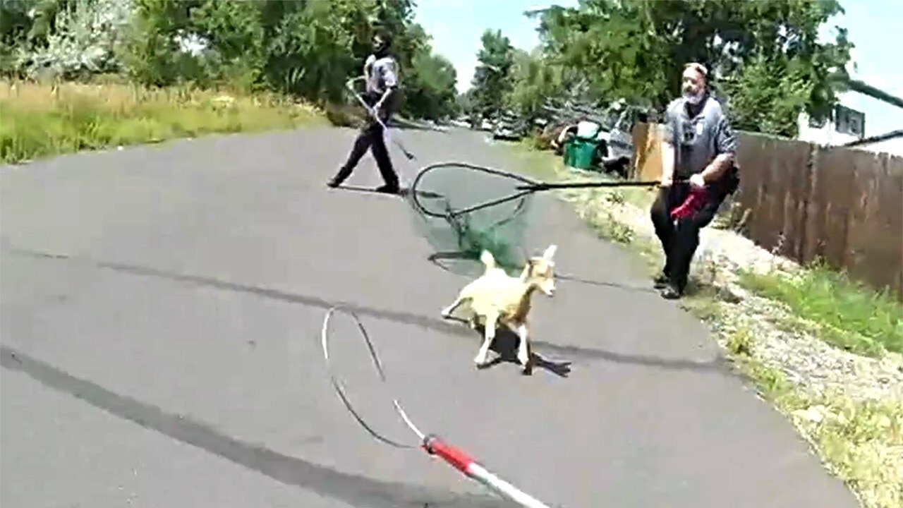Vocal runaway goat gives officers a challenge before being returned home