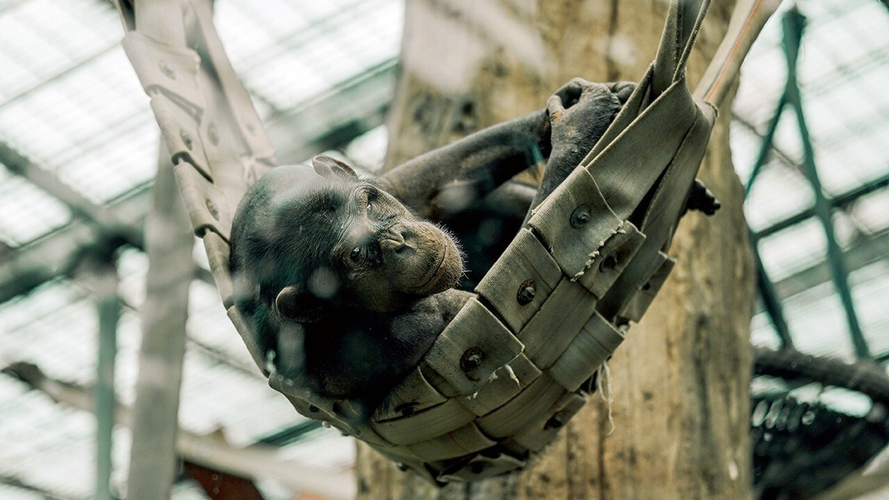 Bruno the gorilla enjoys new indoor swing in his enclosure at Fort Worth Zoo