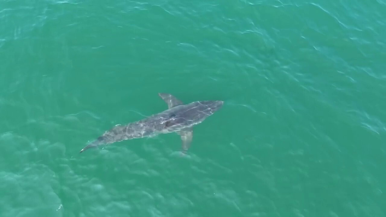Great white shark spotted swimming near Maine beaches