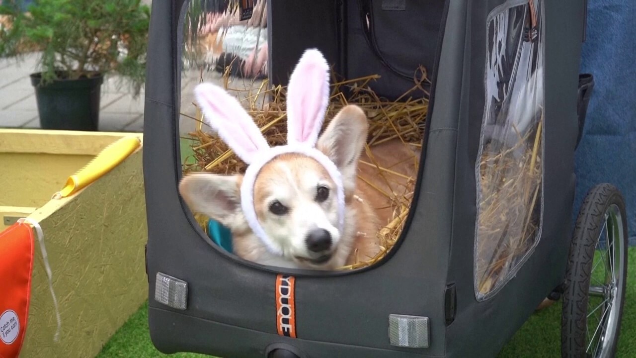 Thousands flock to Lithuania's capital for international corgi competition