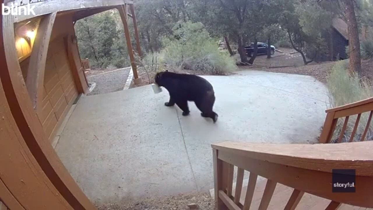 Bear captured on security cam stealing snacks after breaking into Southern California home