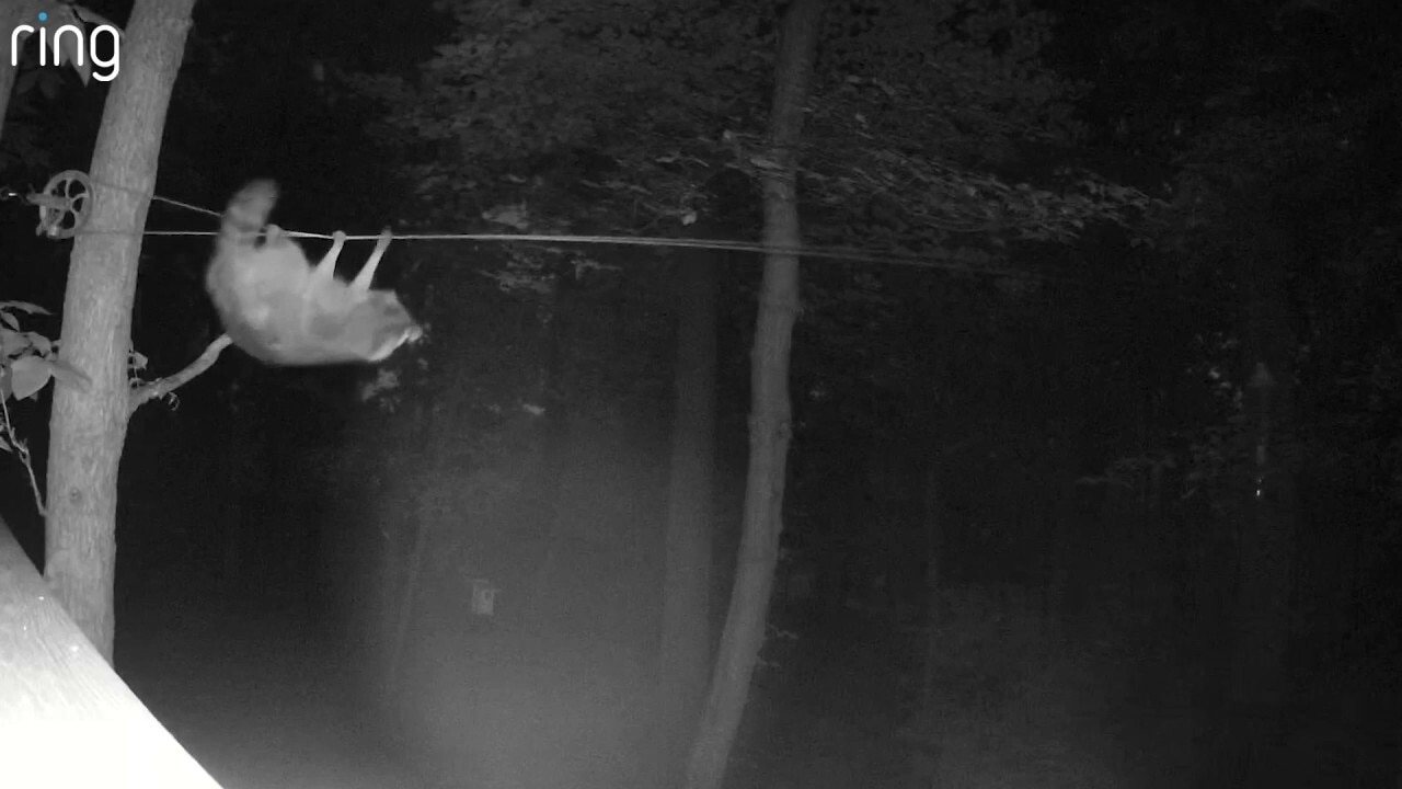 Sneaky raccoon surprises residents after being caught stealing using clever trick