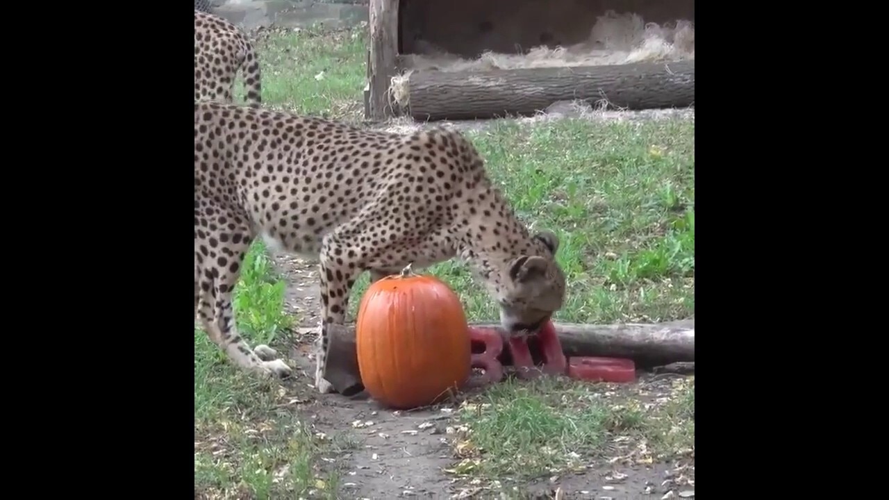 Cheetahs enjoy spooky pumpkin treats ahead of Milwaukee zoo’s Halloween event