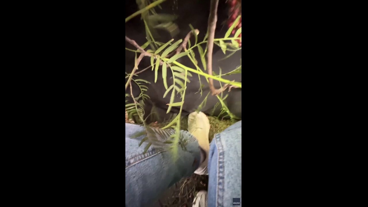 Hot-air balloon riders endure a wild and unexpected landing: See the video