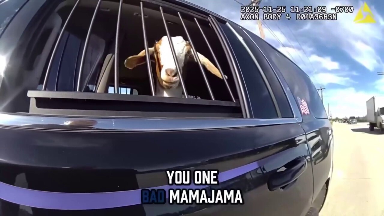 Texas cop interrupts goat's roadside grazing session with humorous encounter