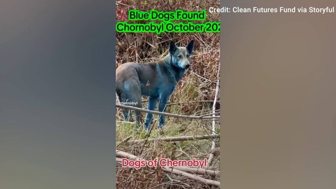 Blue dogs spotted at the Chernobyl Exclusion Zone in Ukraine