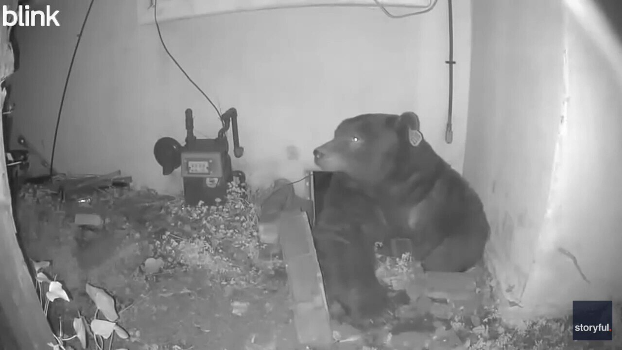 500-pound bear moves into crawl space under Altadena, California, home