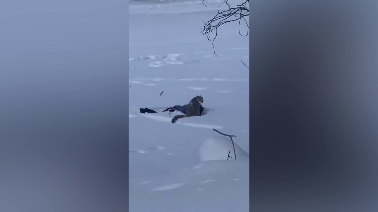 Chilling video captures aftermath of snow leopard mauling a skier