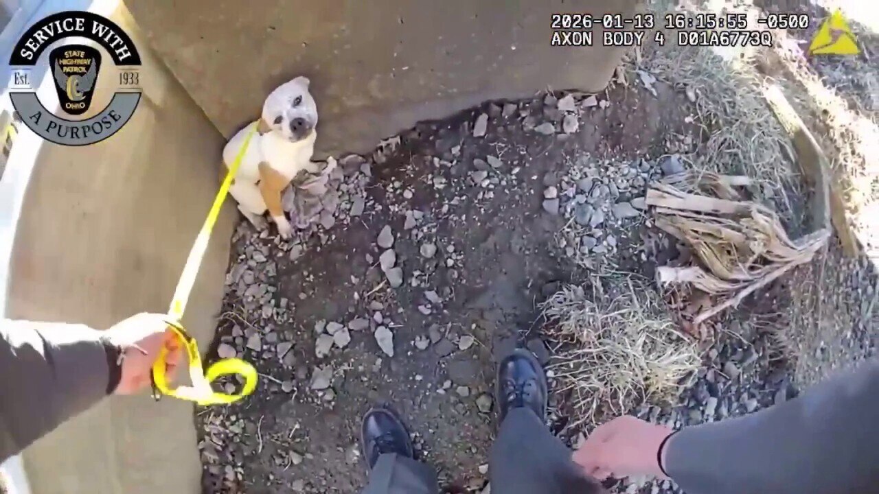 Watch State patrol saves lost pup along busy interstate after roadside ...