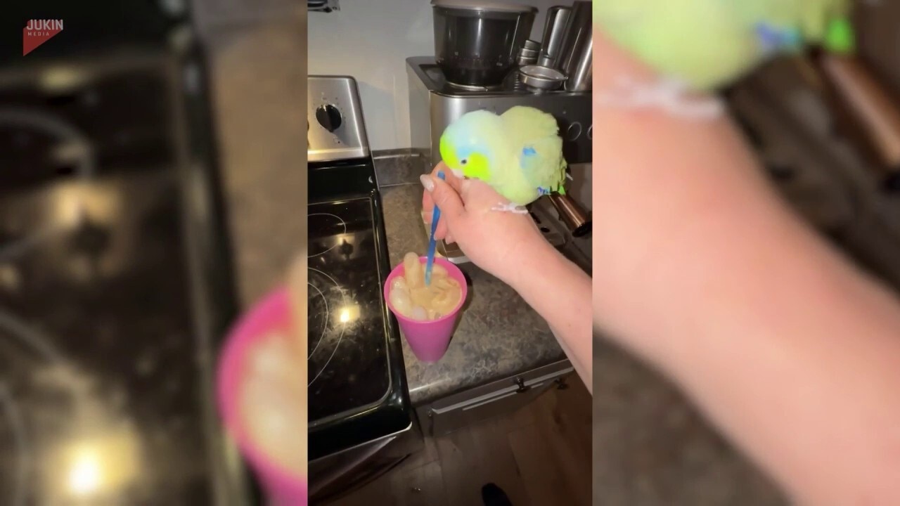 Chatty parrot helps owner make morning iced coffee in silly daily ritual