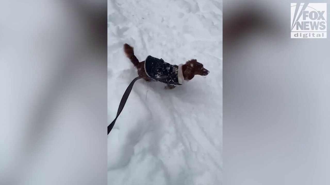 Adorable puppy plays in snowdrifts after massive East Coast blizzard