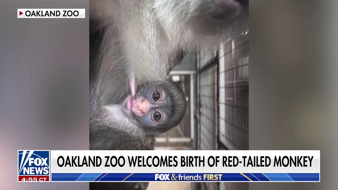 Oakland Zoo celebrates 'milestone' birth of rare red-tailed Guenon monkey