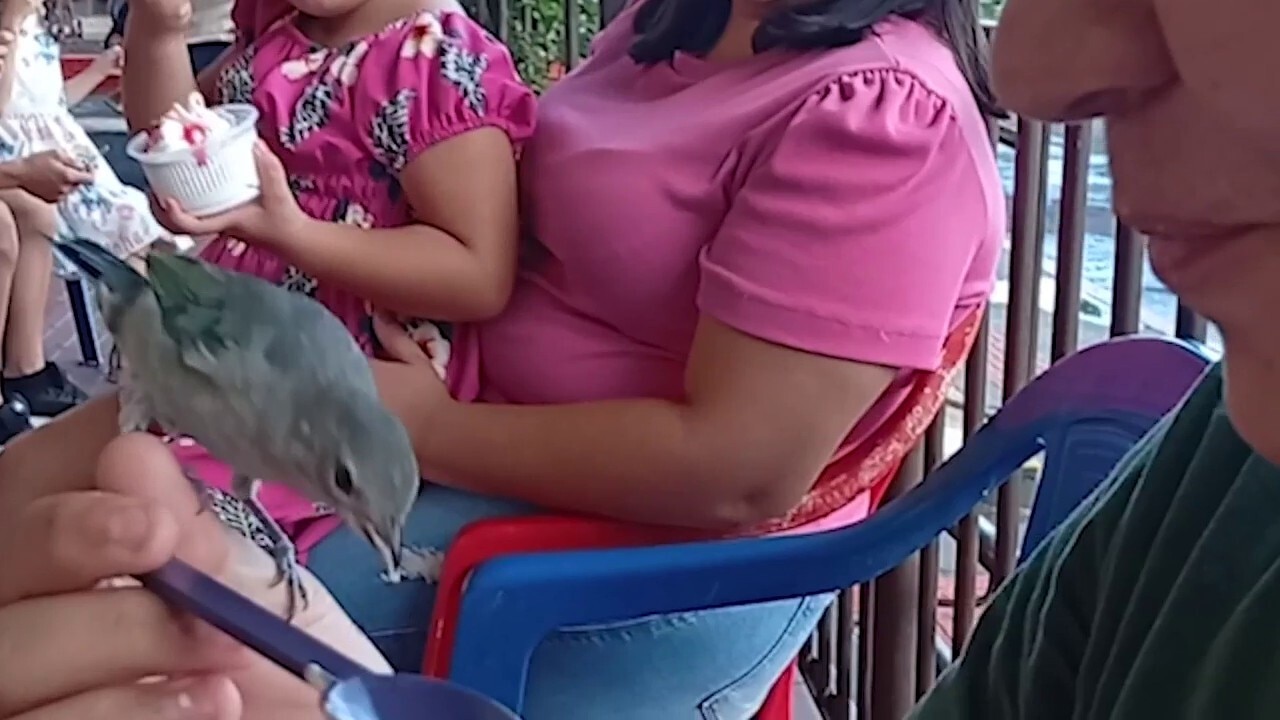Sparrow perches on boy's hand to share some delicious ice cream from same spoon