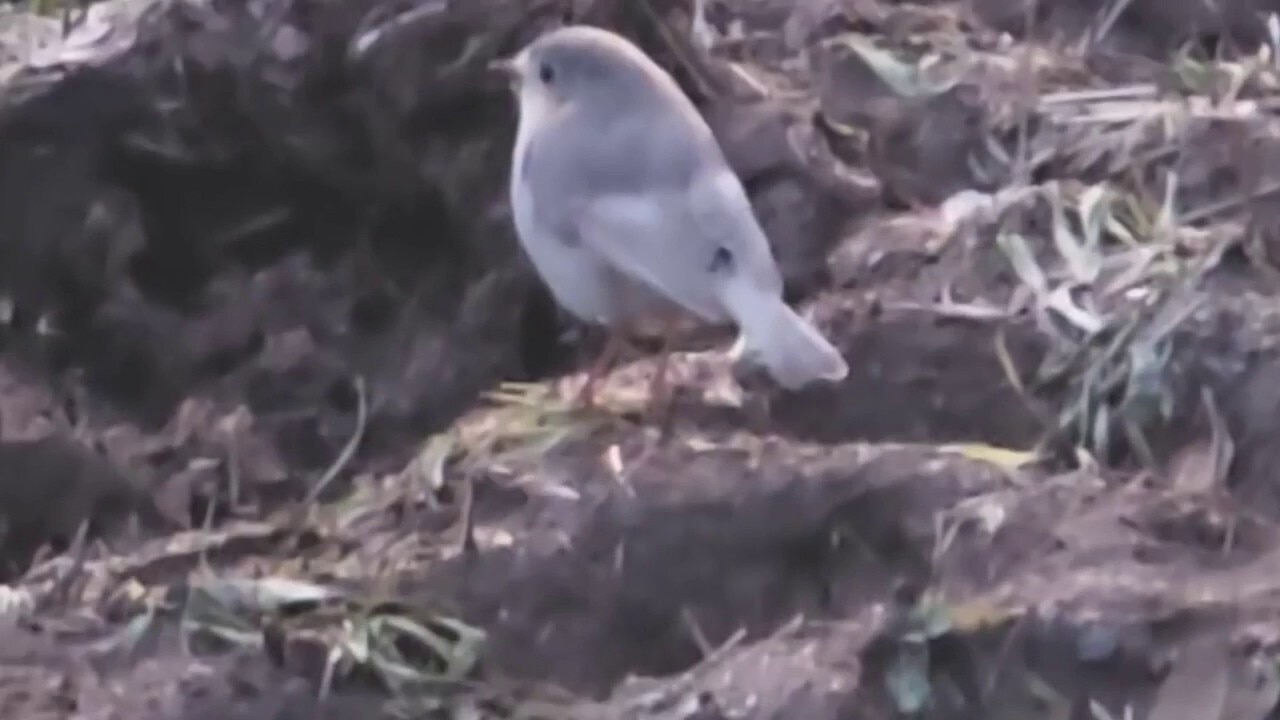 Wildlife photographer captures footage of 'extremely rare' white robin in UK