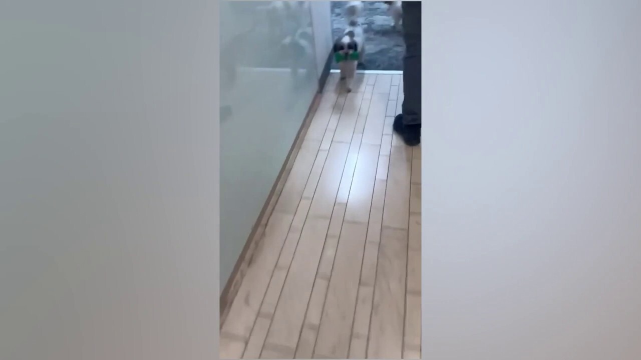 Huckabee's dogs head to shelter amid Iranian missile attack