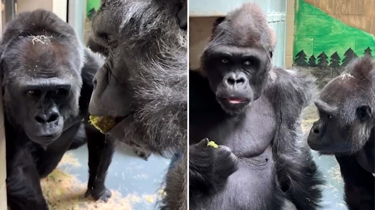 Gorilla quietly returns snack, stares intently as zoo companion enjoys new treat