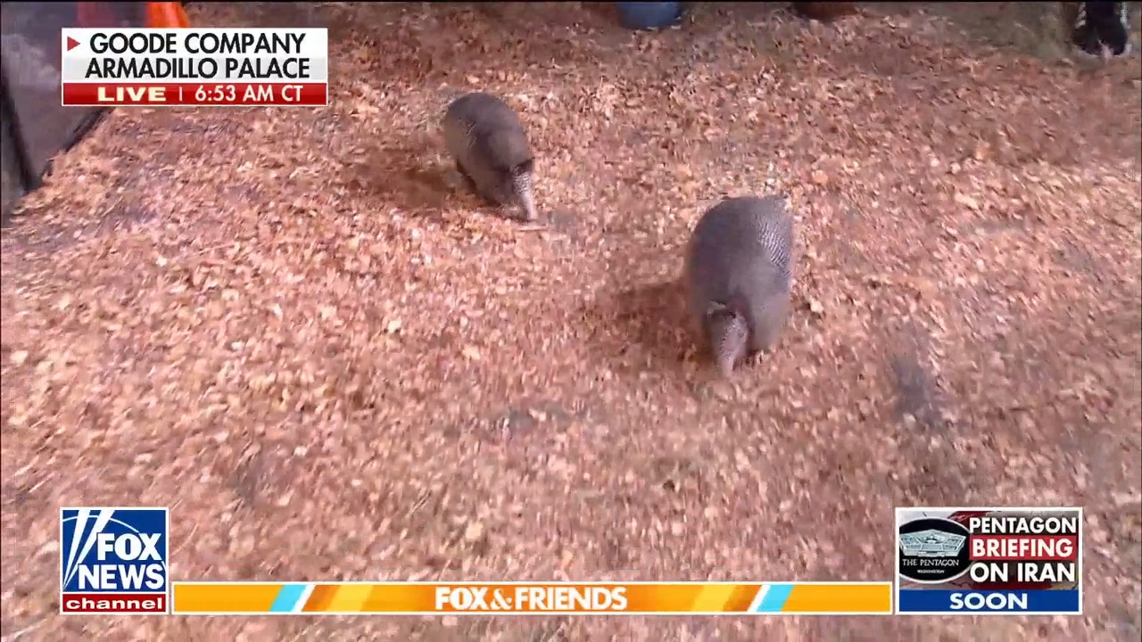 'Fox & Friends' hosts race armadillos